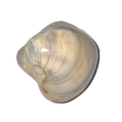 Fossilien, polierte Muschel, versteinerte, fossile Muscheln aus Madagaskar