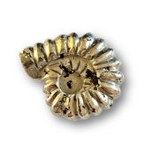 Pyrit Gravur-Ammonit, Pyrit geschliffen, poliert, aus Peru, N222