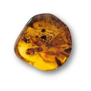 Bernstein echt, großer Stein Handschmeichler, uriger Ostsee Amber, Trommelstein, N19