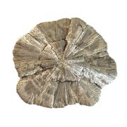 Pyrit-Sonne, scheibenförmig, glänzende Struktur Pyritkristall, Pyritsonne aus Illinois, N85