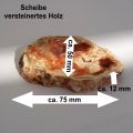 Holzscheibe versteinert, buntes versteinertes Holz, Edelstein Scheibe N83