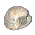 Fossilien, polierte Muschel, versteinerte, fossile Muscheln aus Madagaskar
