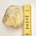 Fossilien, polierte Muschel, versteinerte, fossile Muscheln aus Madagaskar