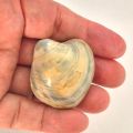 Fossilien, polierte Muschel, versteinerte, fossile Muscheln aus Madagaskar