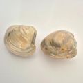 Fossilien, polierte Muschel, versteinerte, fossile Muscheln aus Madagaskar