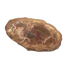 Holzscheibe versteinert, buntes versteinertes Holz, Edelstein Scheibe N82