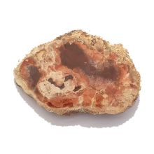 Holzscheibe versteinert, buntes versteinertes Holz, Edelstein Scheibe N83
