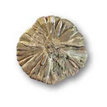Pyritsonne Edelstein eine Mineralien Rarität, sehr schöne Scheibe aus Illinois, N65