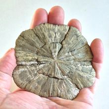 Pyrit-Sonne, scheibenförmig, glänzende Struktur Pyritkristall, Pyritsonne aus Illinois, N85