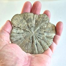 Pyrit-Sonne, scheibenförmig, glänzende Struktur Pyritkristall, Pyritsonne aus Illinois, N85