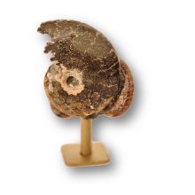 Ammoniten auf Sockel, Deko & Sammlerstück, Original aus Madagaskar, Geschenkidee & Einzelstück, Ammonit-Fossil