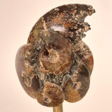 Ammoniten auf Sockel, Deko & Sammlerstück, Original aus Madagaskar, Geschenkidee & Einzelstück, Ammonit-Fossil