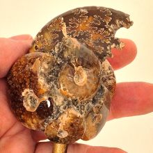 Ammoniten auf Sockel, Deko & Sammlerstück, Original aus Madagaskar, Geschenkidee & Einzelstück, Ammonit-Fossil