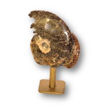 Ammoniten auf Sockel, Deko & Sammlerstück, Original aus Madagaskar, Geschenkidee & Einzelstück, Ammonit-Fossil