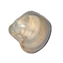 Fossilien, polierte Muschel, versteinerte, fossile Muscheln aus Madagaskar